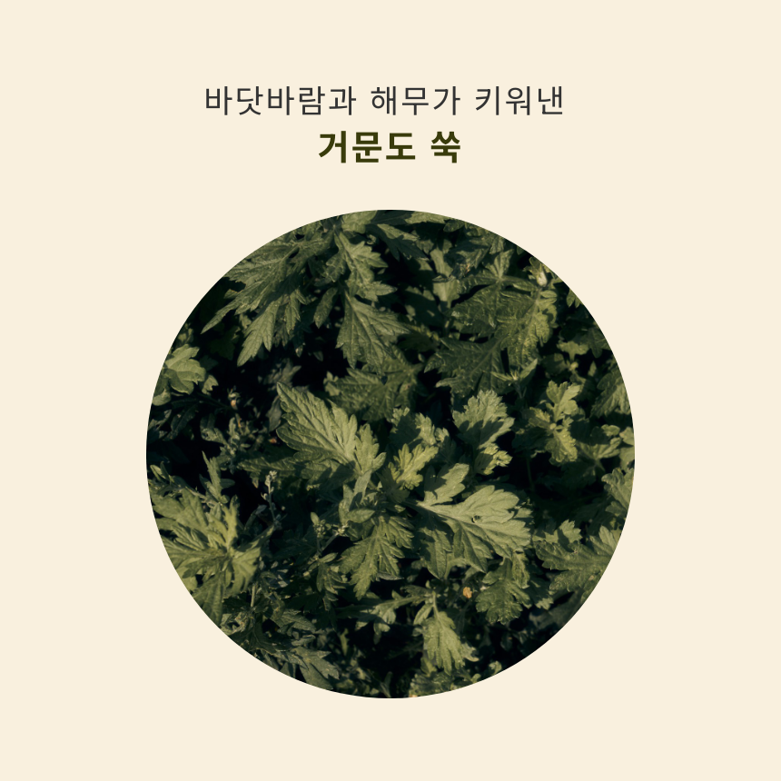 거문도 해풍쑥으로 만든 카페인 없는 쑥차