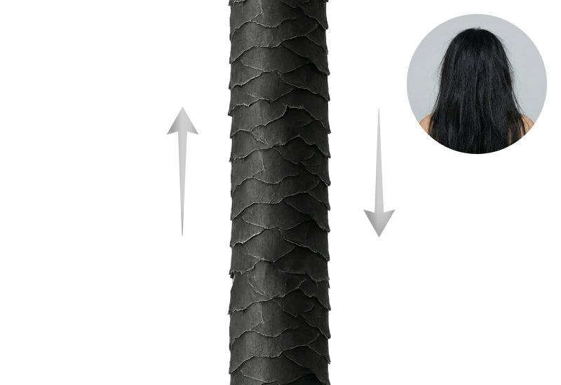 일반모 큐티클 구조