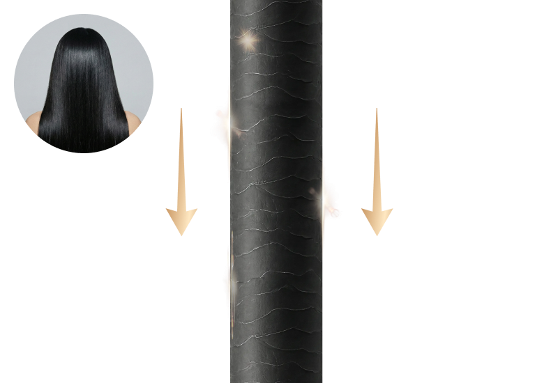 레미모 큐티클 구조