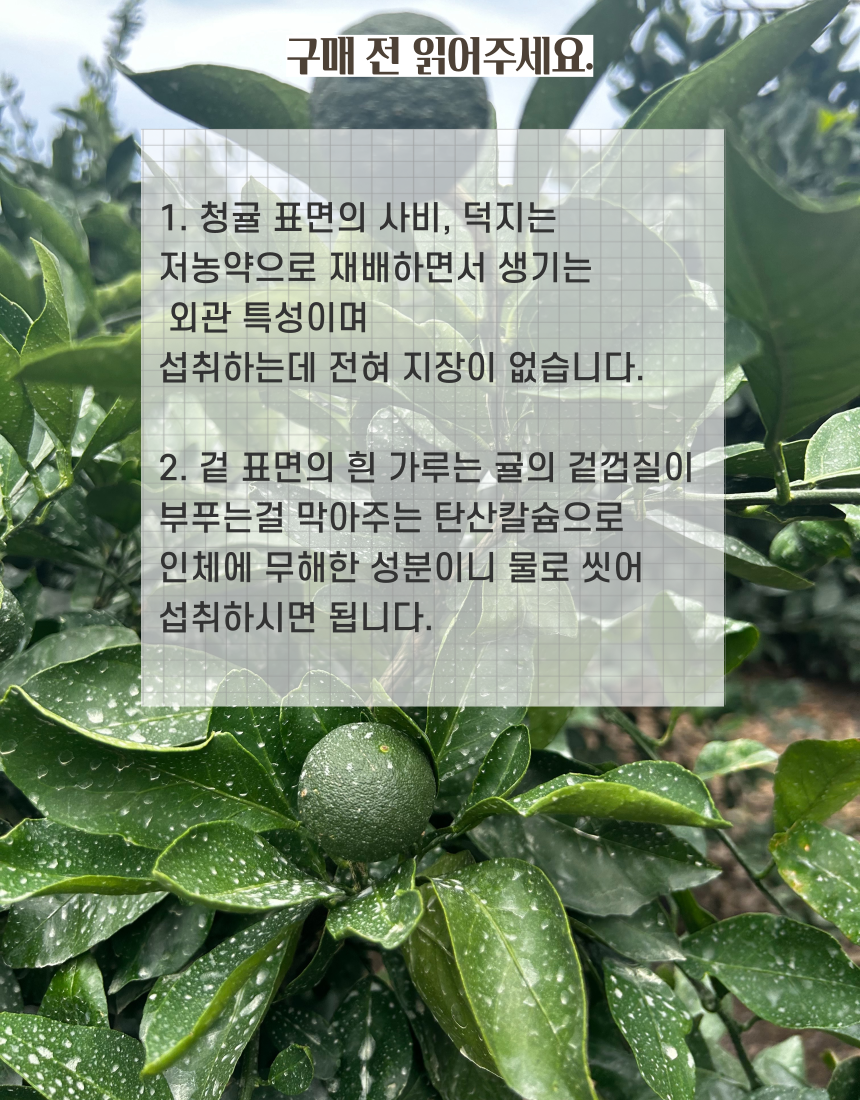 [산지직송] 청정제주 청귤 5kg 10kg 로얄과