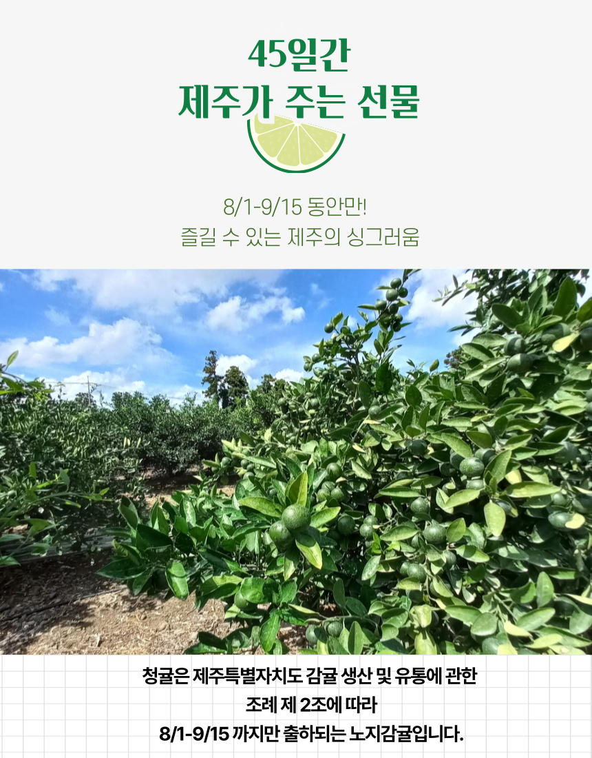 [산지직송] 청정제주 청귤 5kg 10kg 로얄과