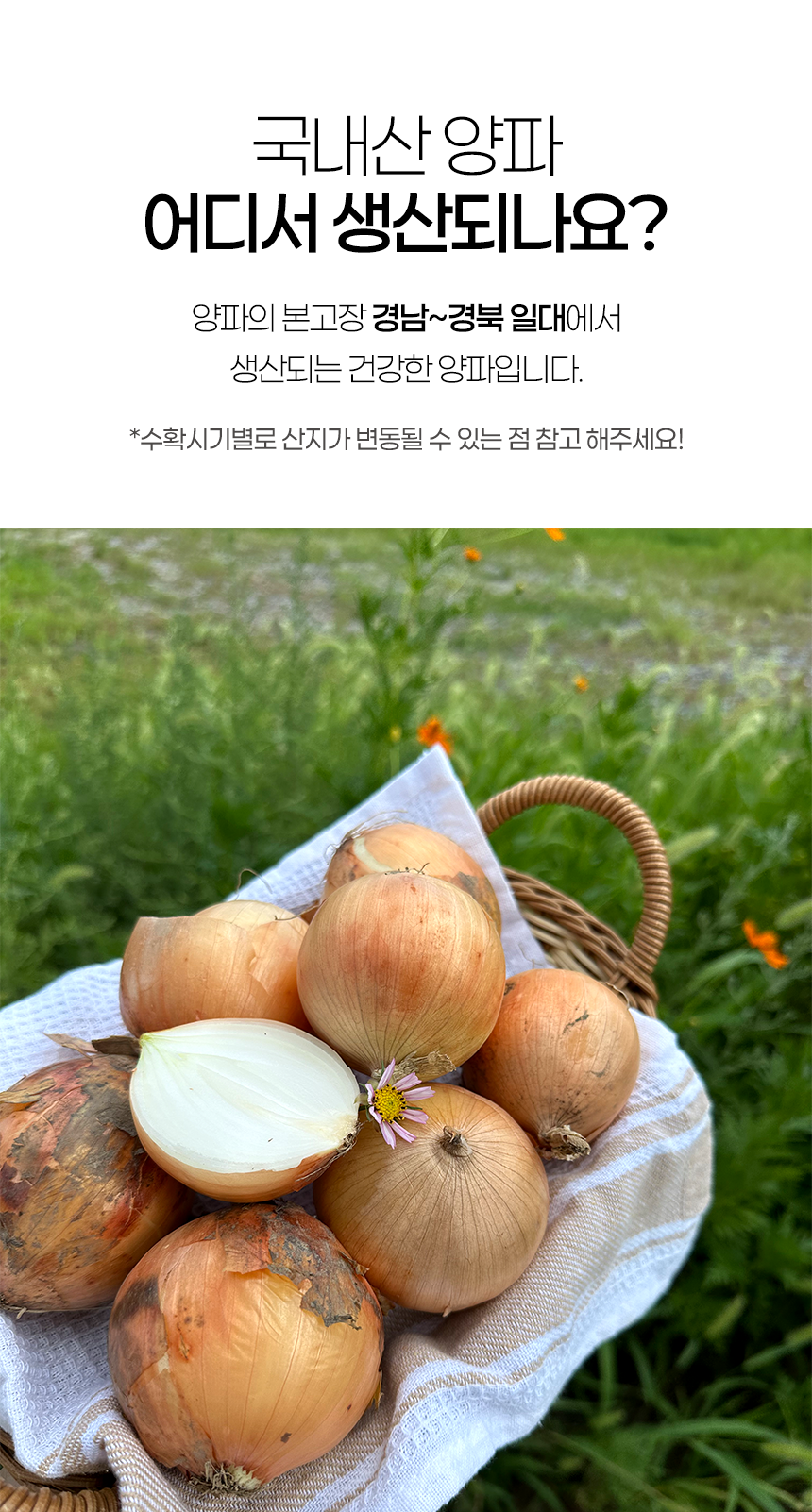 [산지직송] 김해 양파 (소/대) 10kg