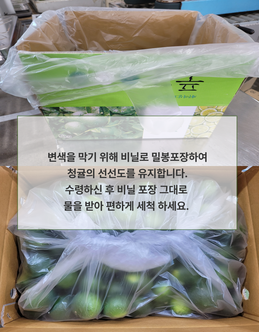 [산지직송] 청정제주 청귤 5kg 10kg 로얄과