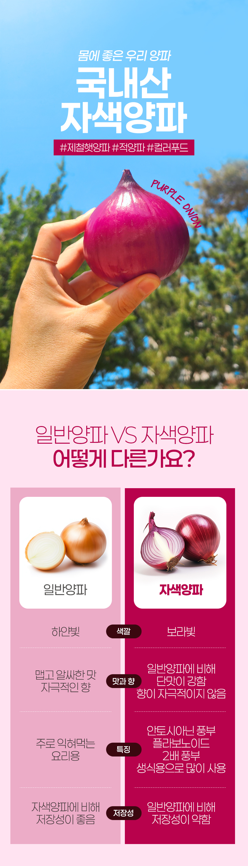 [산지직송] 경남 창녕 26년 햇 자색양파 특품 5kg