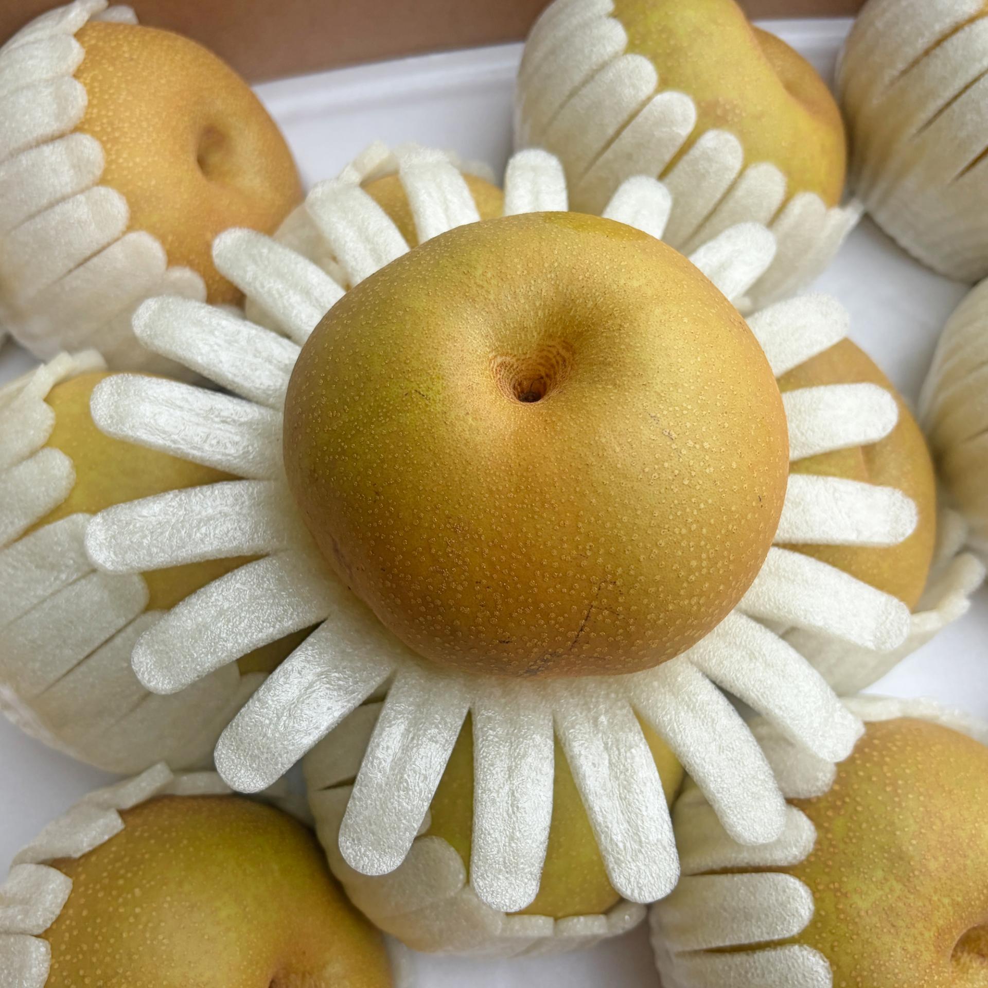배의 왕 창조배 1박스(7.5KG)13~15과