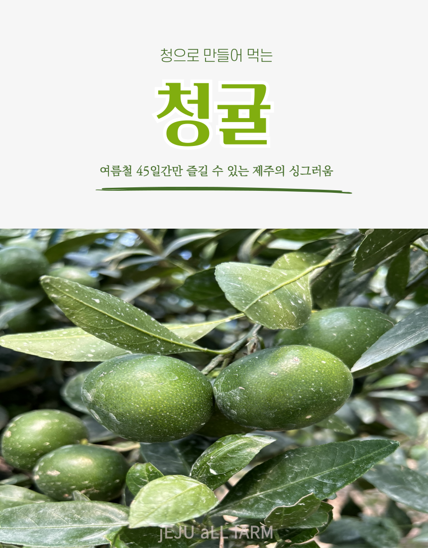 [산지직송] 청정제주 청귤 5kg 10kg 로얄과