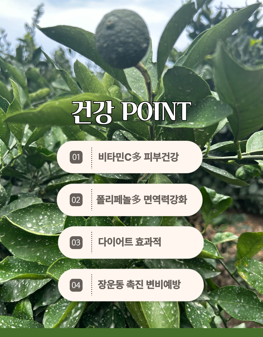 [산지직송] 청정제주 청귤 5kg 10kg 로얄과