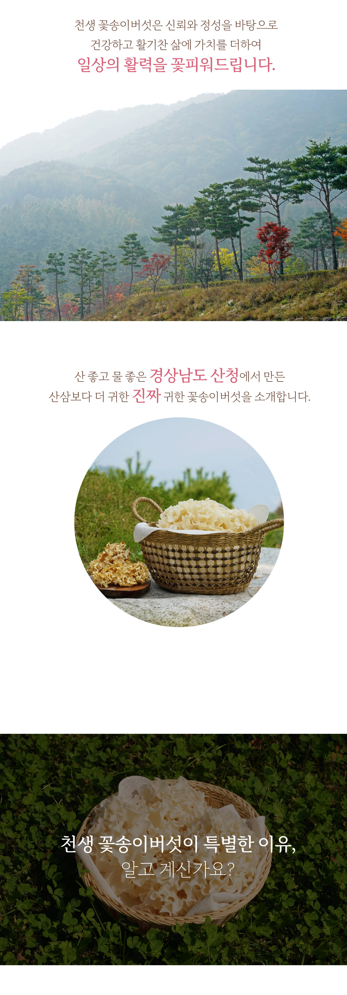 [산지직송] 경남 산청 베타글루칸 친환경 무농약 천생 생꽃송이버섯 500g / 1kg
