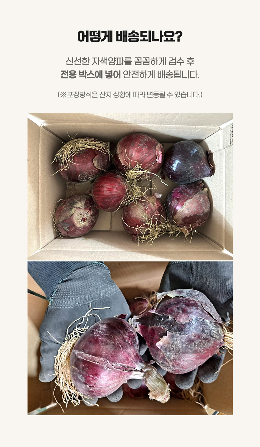 [산지직송] 경남 창녕 26년 햇 자색양파 특품 5kg