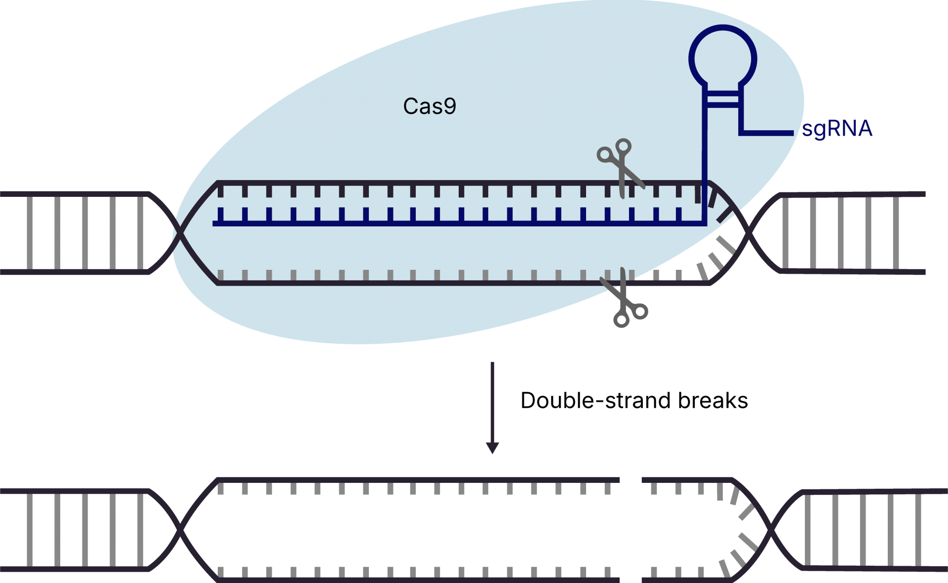 벡터 설계 기술