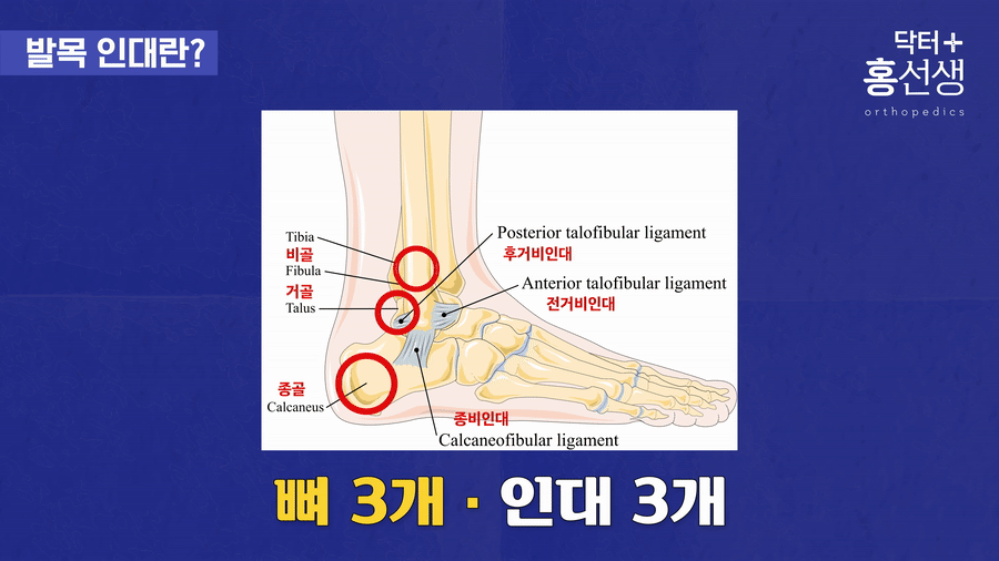 세 개의 인대 명칭 설명