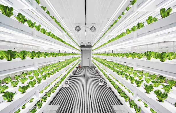 국내 스타트업 엔씽의 스마트팜은 유기발광다이오드(LED)로 광합성을 진행하고, 외부 오염 물질을 차단하고 내부 공기 질을 상시 관리하는 클린룸 시스템을 접목했다. 이마트, KT와 같은 대기업들도 엔씽과 협력해 스마트팜을 운영하고 있다. /엔씽