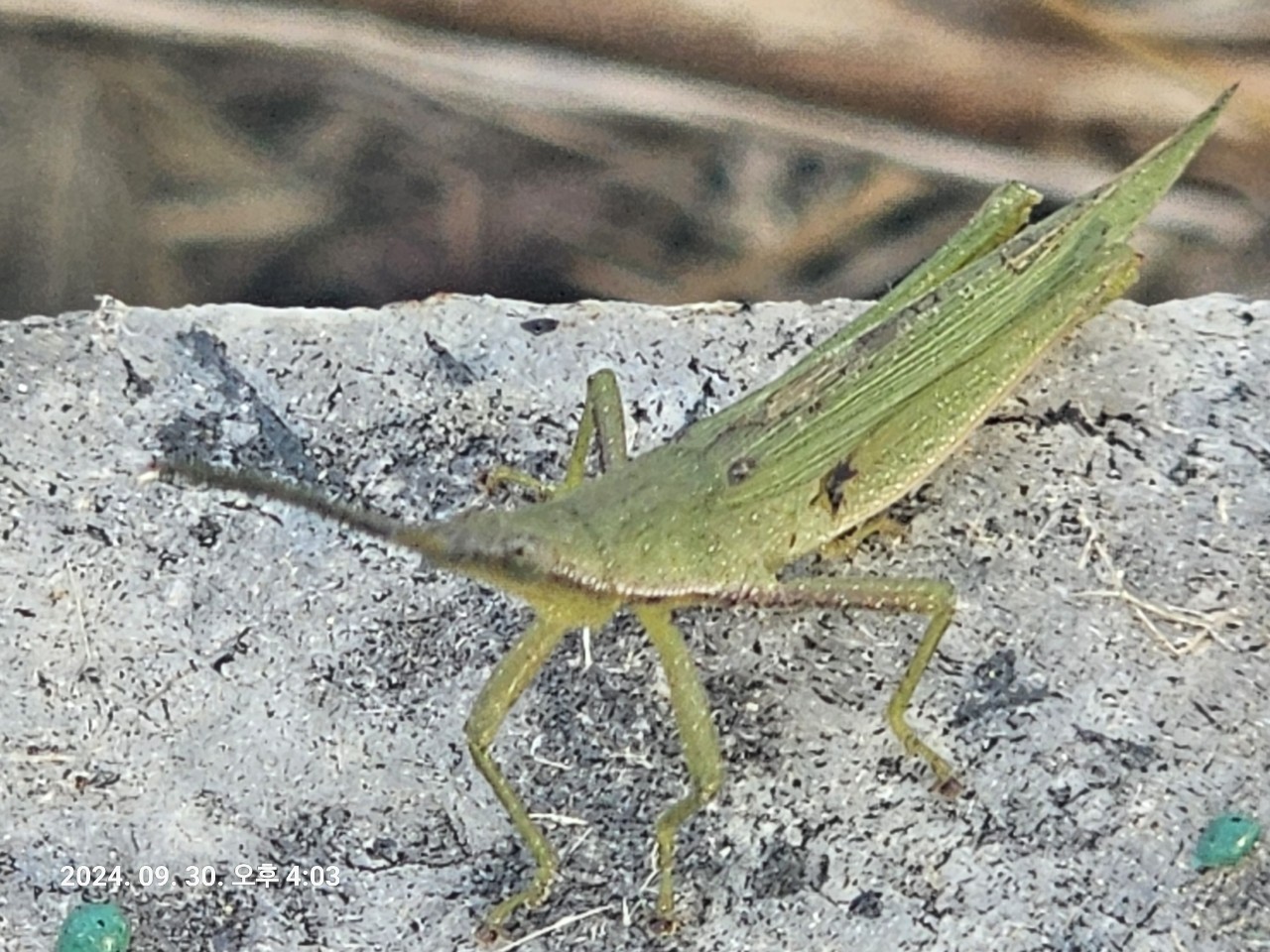 92d32ef693f2b.jpg