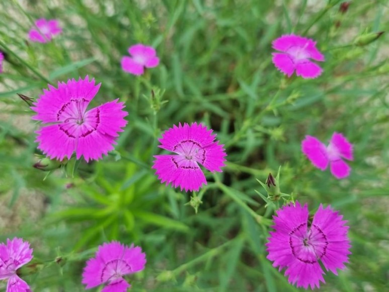 e9f0753ecc888.png
