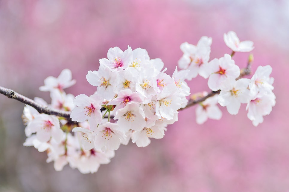 산삼비만약침 FAQ
