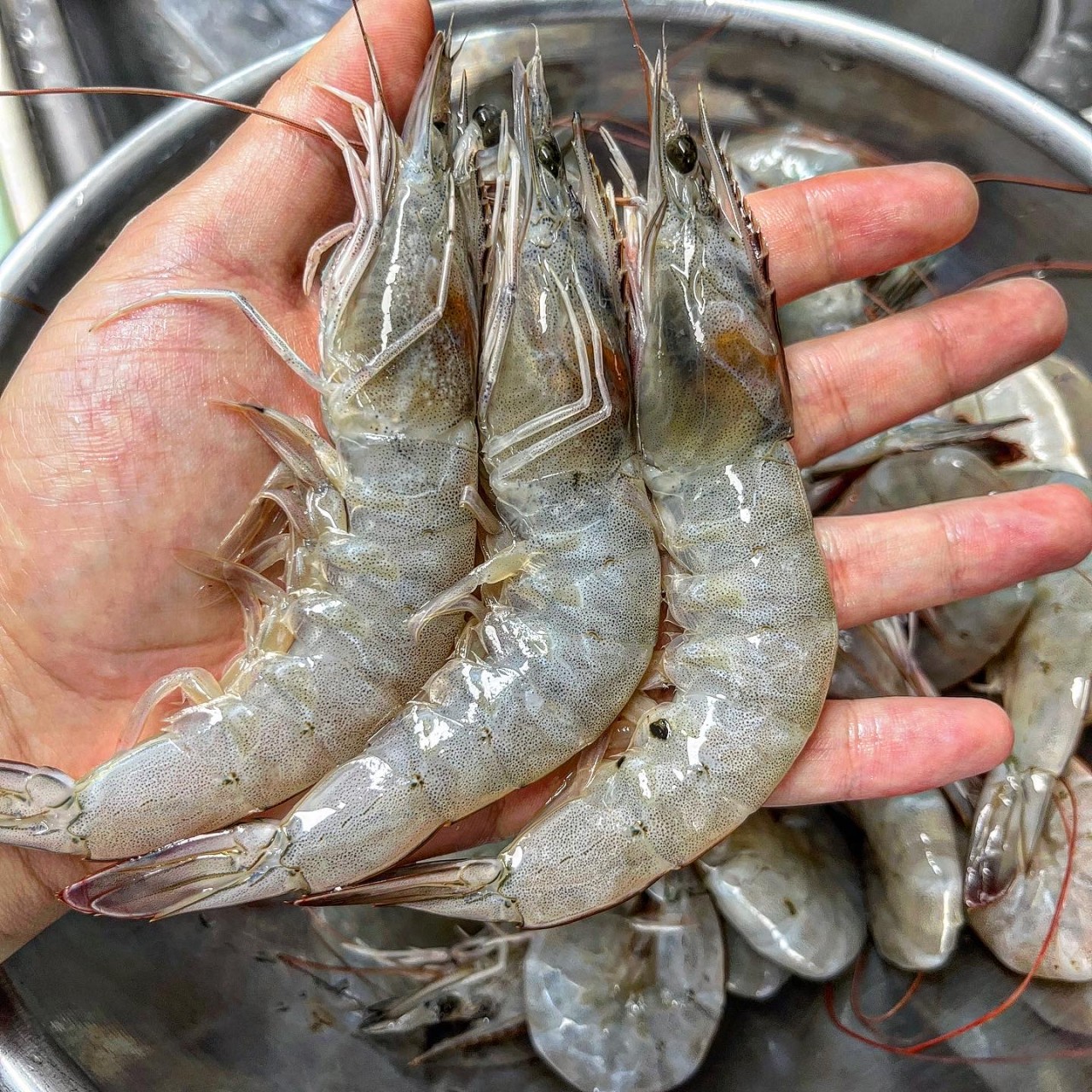 '오픈 특가' 국산 제철 활 흰다리새우 왕새우 1kg