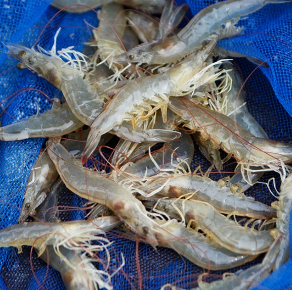'오픈 특가' 국산 제철 활 흰다리새우 왕새우 1kg