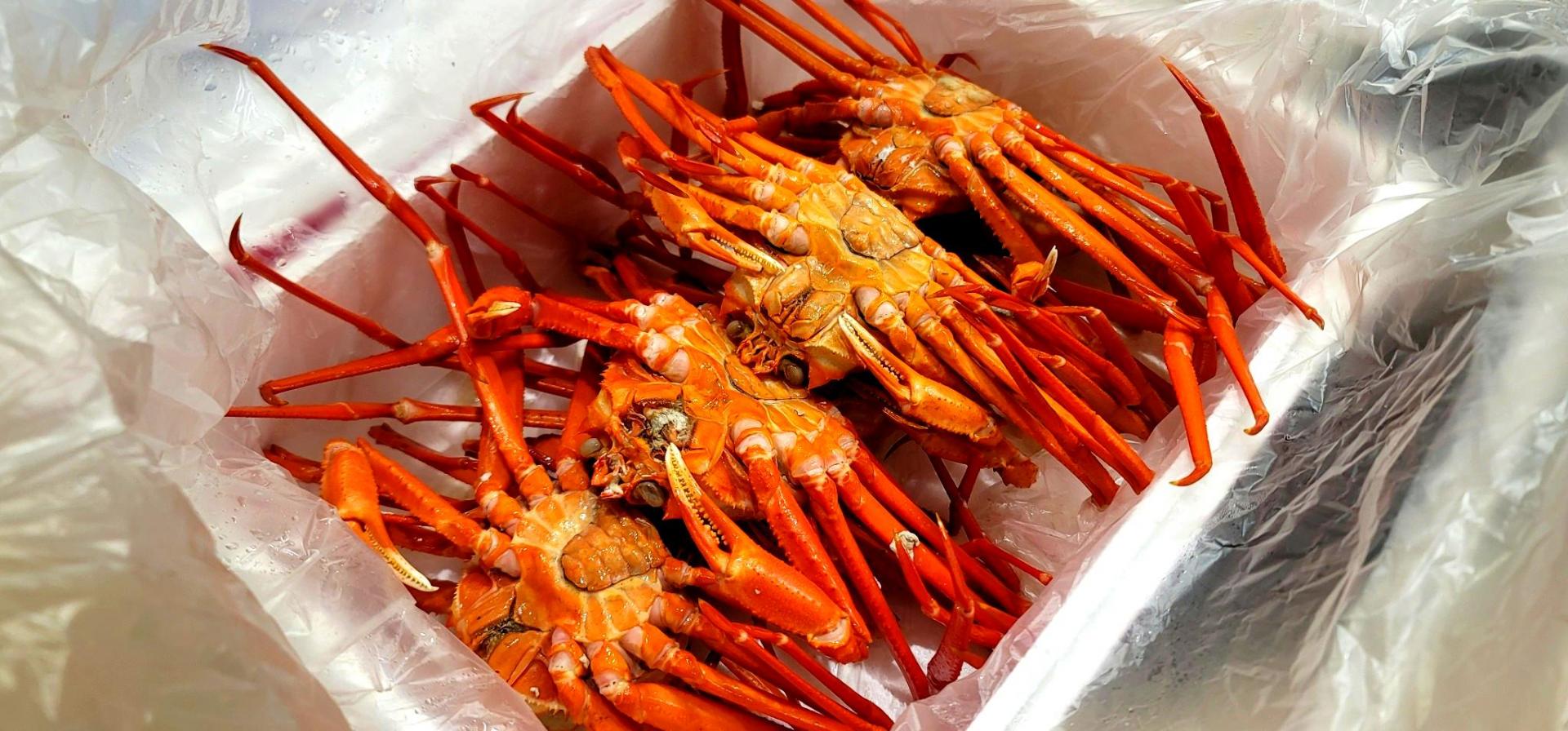 '핵싱싱' 국산 A급 자숙 홍게