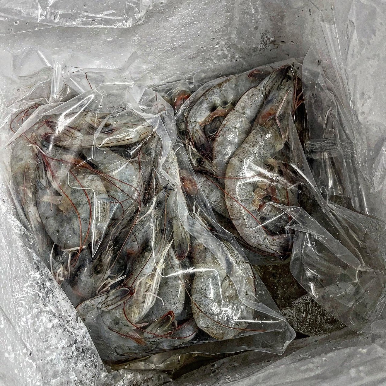 '오픈 특가' 국산 제철 활 흰다리새우 왕새우 1kg