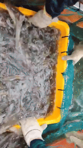 '오픈 특가' 국산 제철 활 흰다리새우 왕새우 1kg