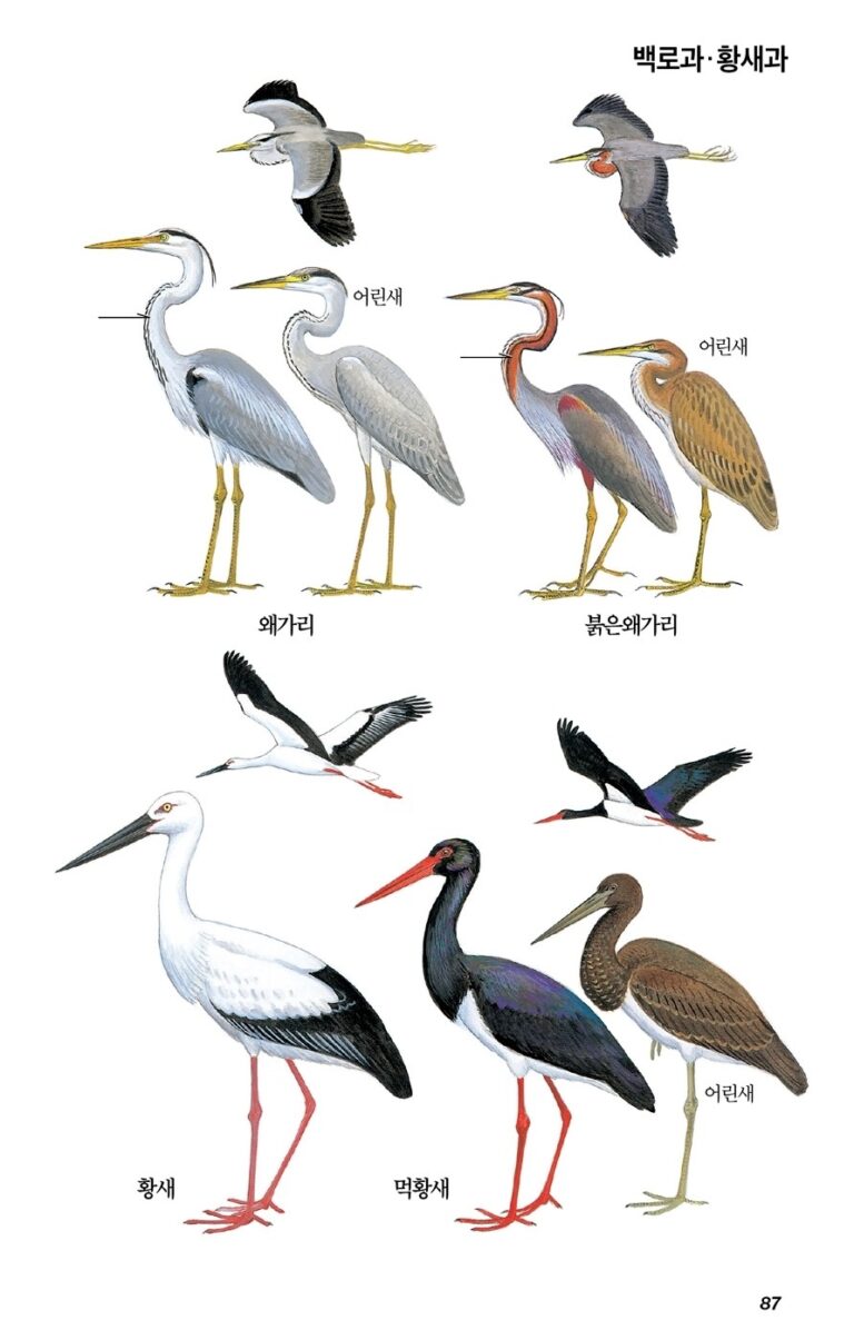 한국의 새 도감