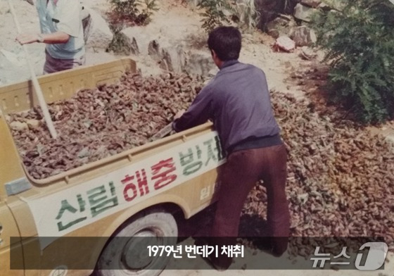 1979년 번데기 채취 (산림청 제공.재판매 및 DB금지)/뉴스1