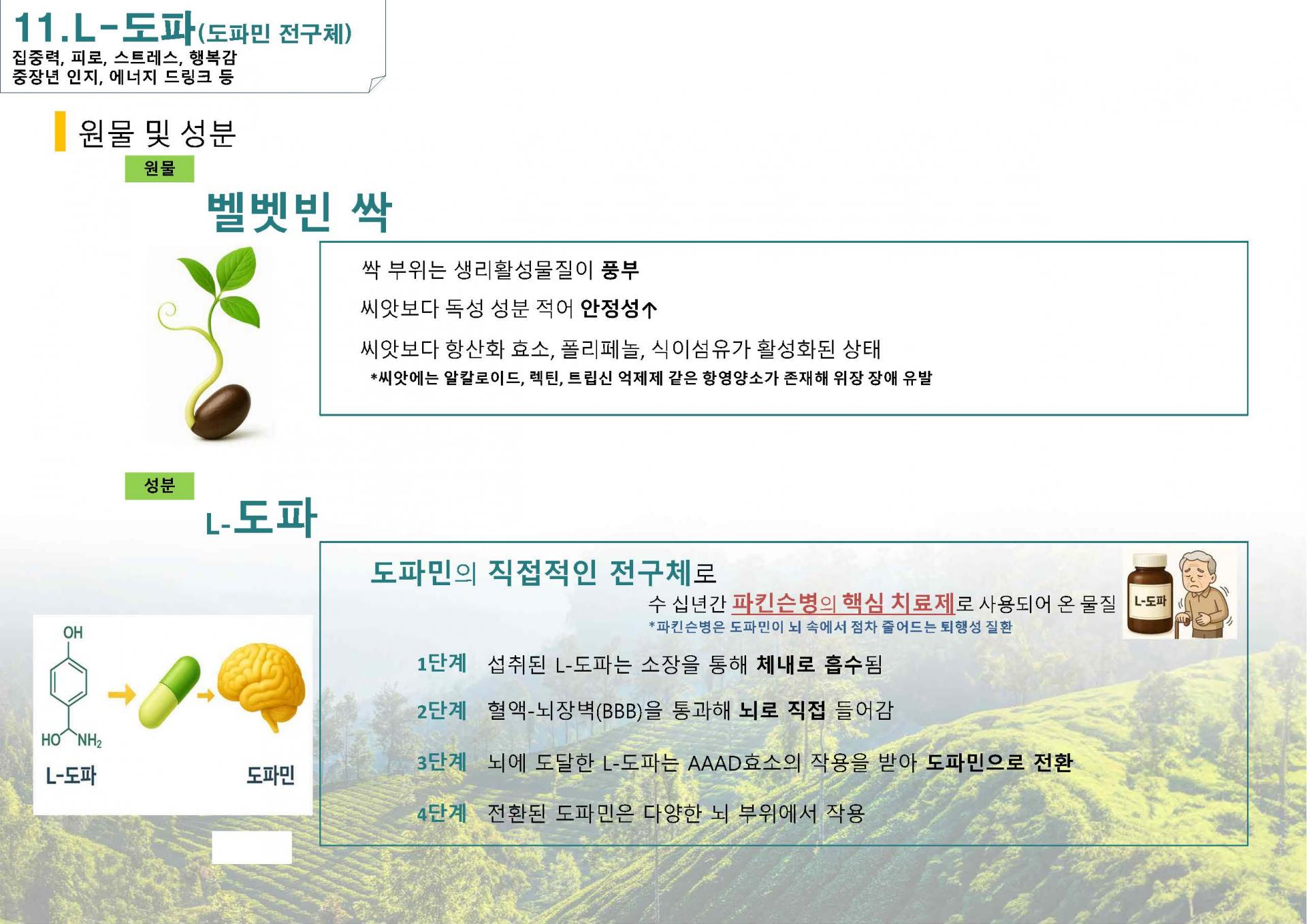 벨벳빈 추출물-L 도파 