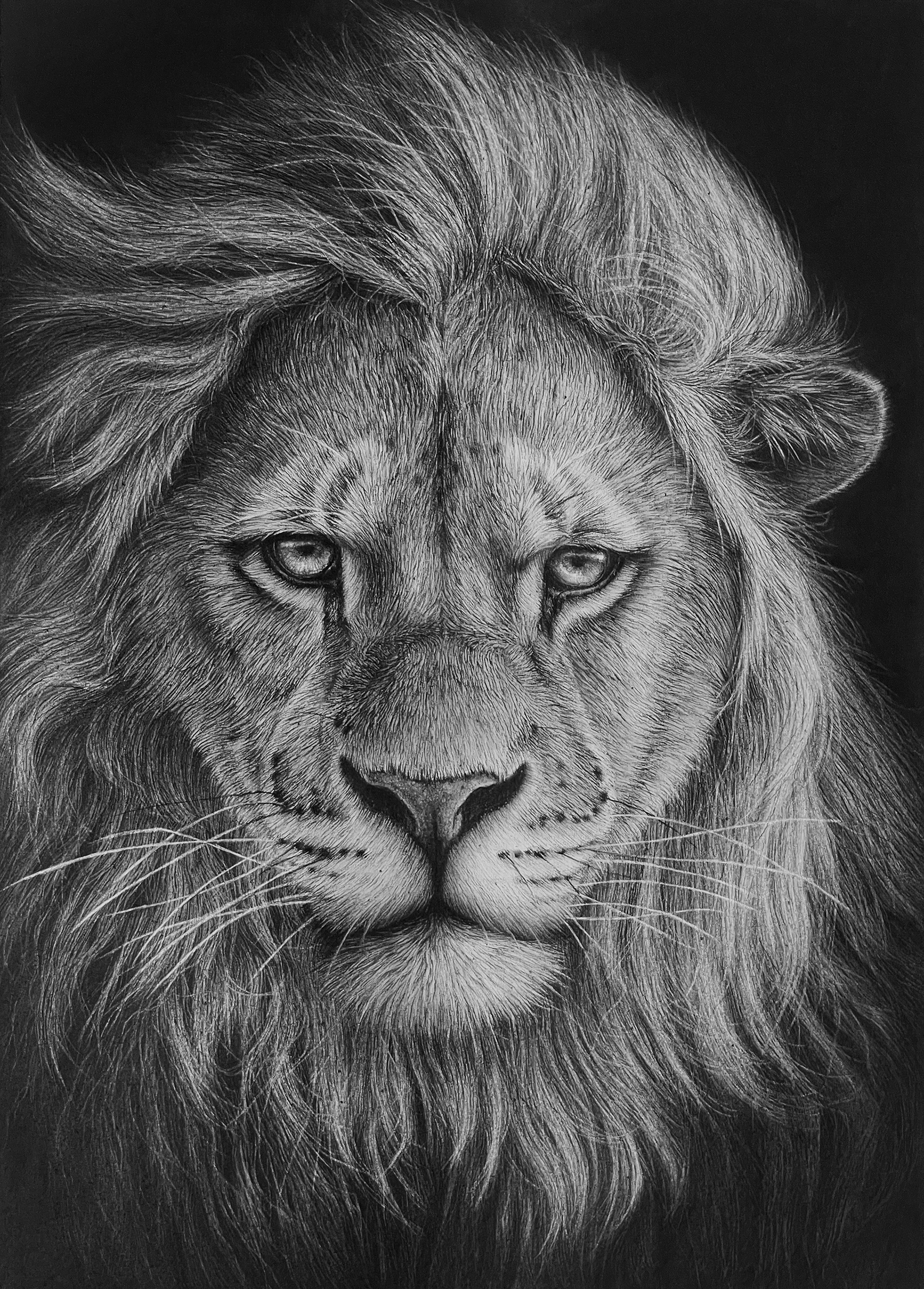 모니카 리, Lion, 2025. Charcoal on paper, 14x10inch(35.5x25.4cm) (아티스트피 300달러_판매가 95만원).jpg