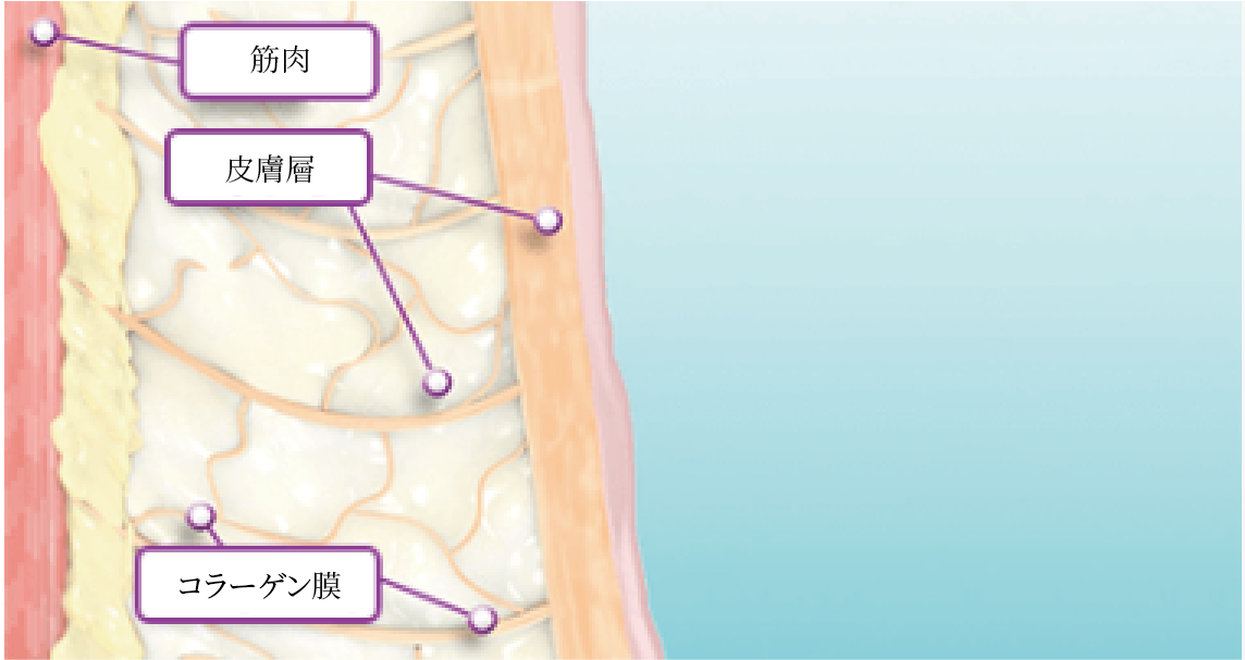 初期温度上昇段階
