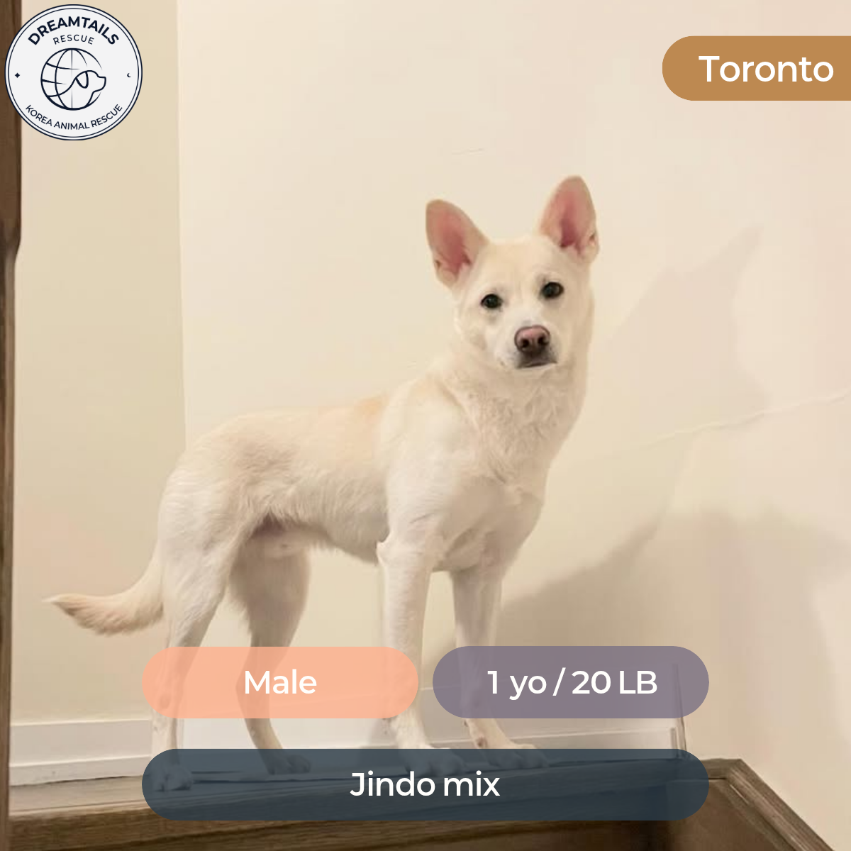 MAX : Dreamtailsrescue | Adoptable