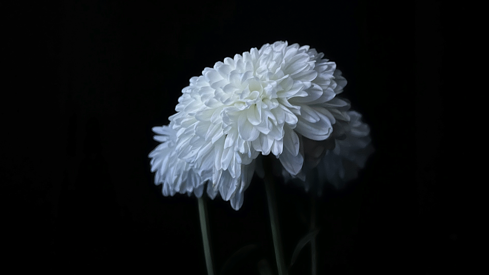 chrysanthemum.png