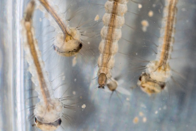 케어원 모기 유충