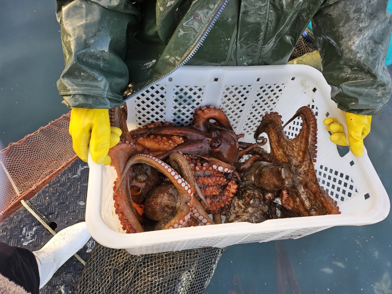 통영 활돌문어 산지직송 1kg(1~3미)