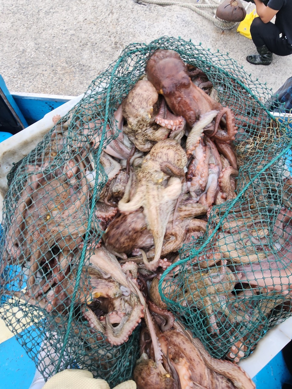 통영 활돌문어 산지직송 1kg(1~3미)