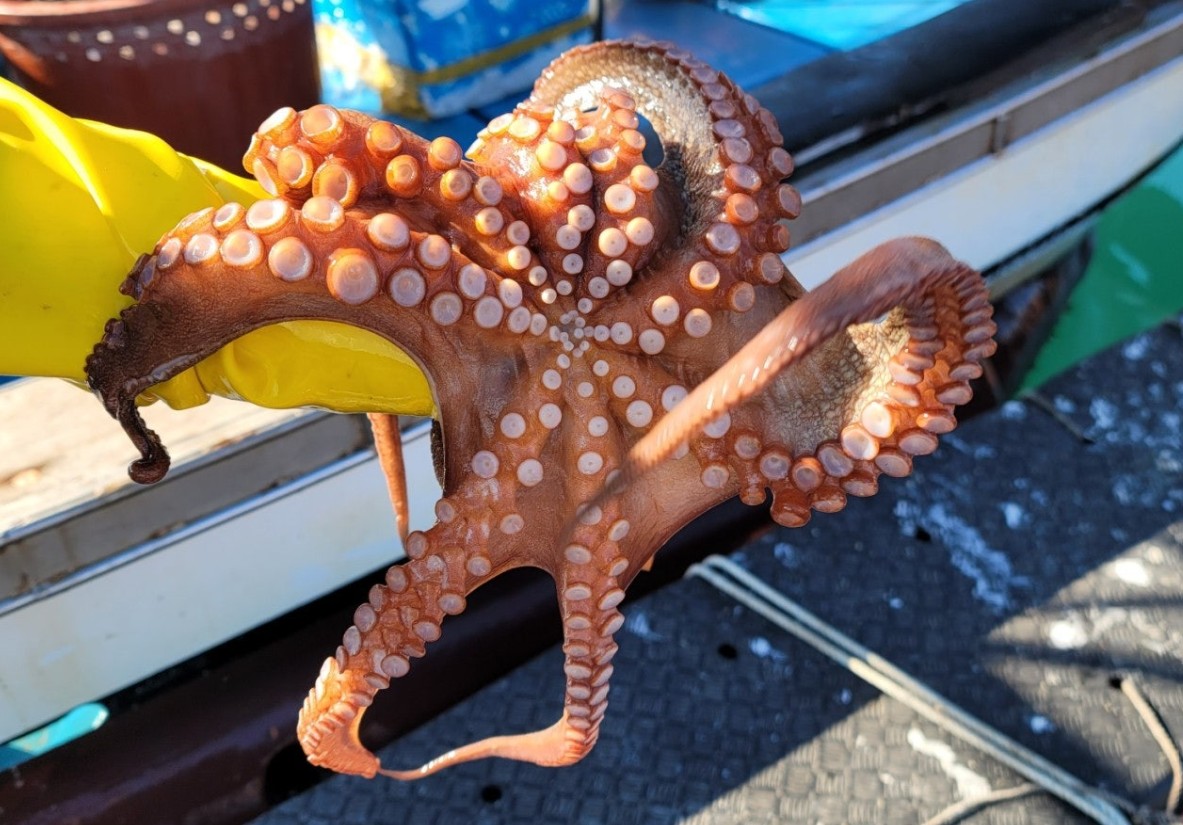 통영 활돌문어 산지직송 1kg(1~3미)
