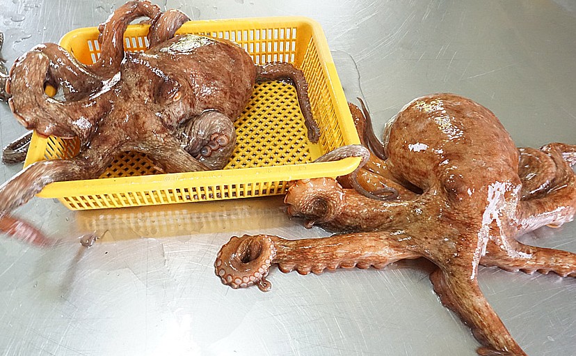 통영 활돌문어 산지직송 1kg(1~3미)