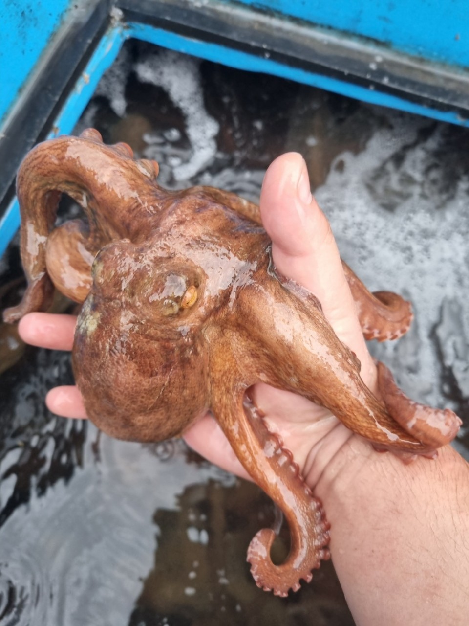 통영 활돌문어 산지직송 1kg(1~3미)
