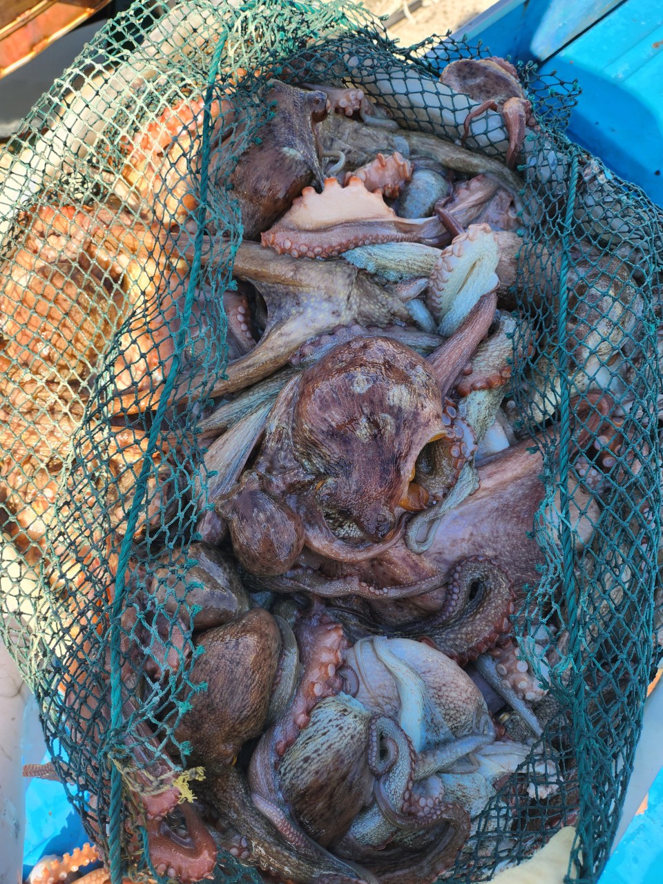통영 활돌문어 산지직송 1kg(1~3미)