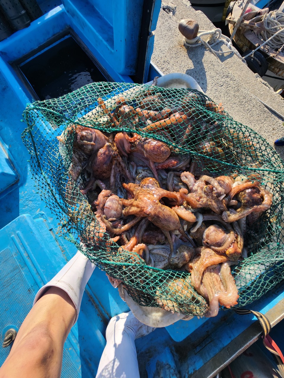 통영 활돌문어 산지직송 1kg(1~3미)