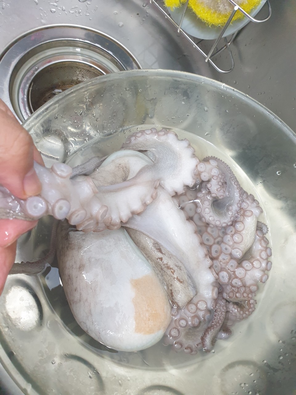 통영 활돌문어 산지직송 1kg(1~3미)