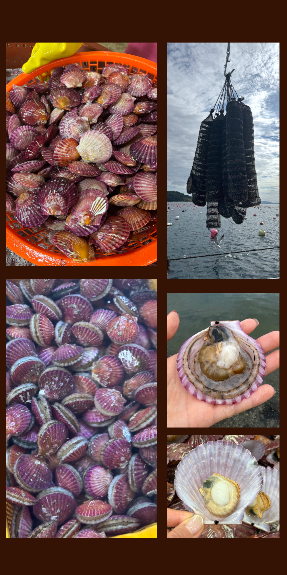 A급 손세척 홍가리비 산지직송 경남고성 구이 찜 1kg