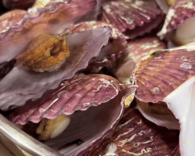 A급 손세척 홍가리비 산지직송 경남고성 구이 찜 1kg