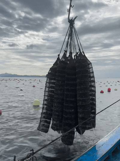 A급 손세척 홍가리비 산지직송 경남고성 구이 찜 1kg