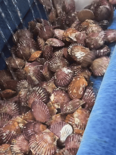 A급 손세척 홍가리비 산지직송 경남고성 구이 찜 1kg