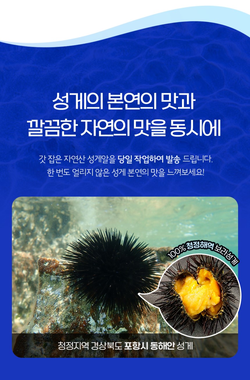 구룡포 해녀채취 생물 성게 성게알 보라성게 우니 100g