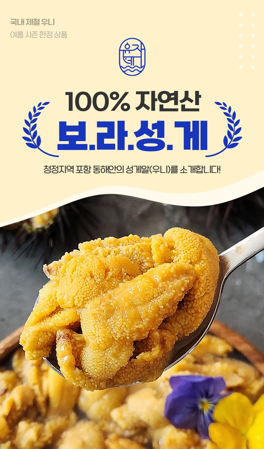 구룡포 해녀채취 생물 성게 성게알 보라성게 우니 100g