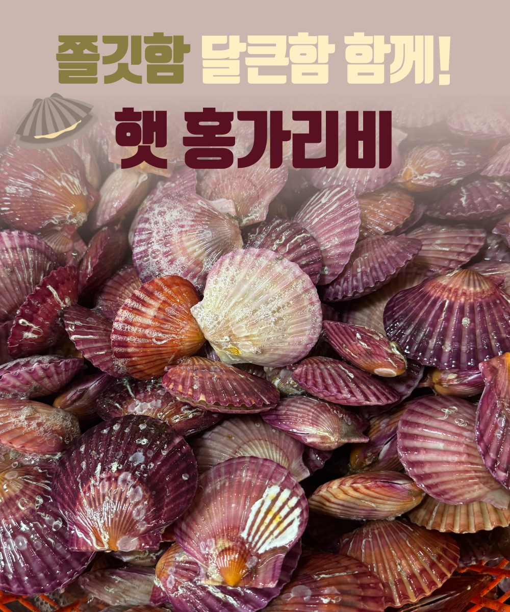 A급 손세척 홍가리비 산지직송 경남고성 구이 찜 1kg