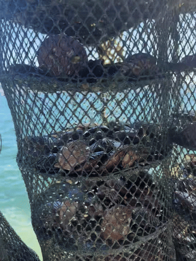 A급 손세척 홍가리비 산지직송 경남고성 구이 찜 1kg