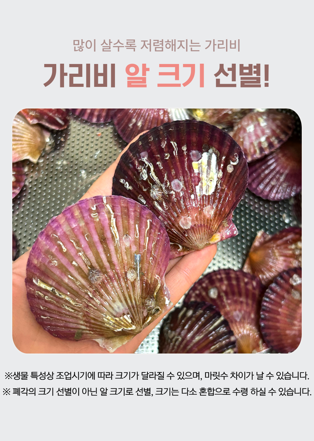 A급 손세척 홍가리비 산지직송 경남고성 구이 찜 1kg