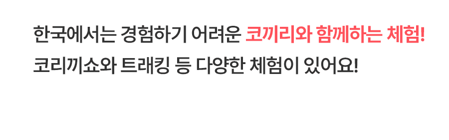 [1일] 치앙마이 코끼리캠프 당일투어